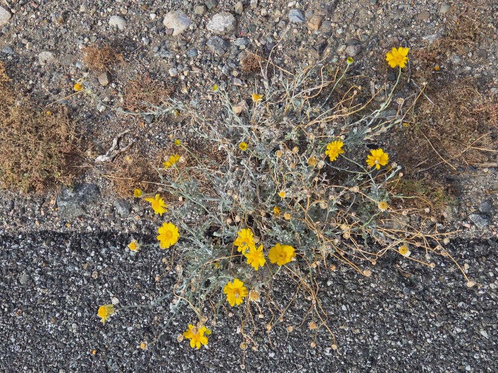 Desert Marigolds budding and blooming, Palm Springs, Coachella Valley, November 11, 2025.

More flora and fauna photos:

https://www.inaturalist.org/observations?place_id=any&user_id=dgrimmphd&verifiable=any

#Flower
#Flowers
#Nature
#Marigold
#Marigolds
#DesertMarigold
#PalmSprings
#CoachellaValley