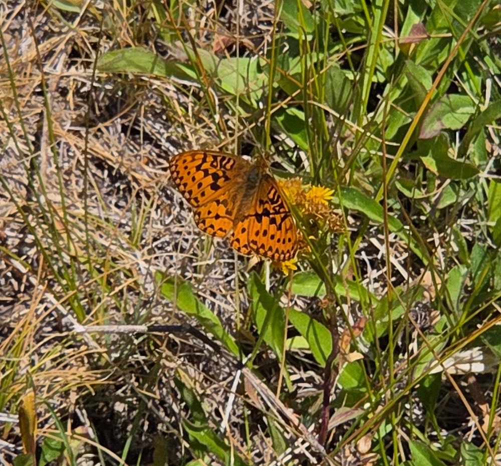 Mormon Fritillary pollinating a Northern Goldenrod, Yosemite National Park, August 9, 2025.

More flora and fauna photos:

https://www.inaturalist.org/observations?place_id=any&user_id=dgrimmphd&verifiable=any

#Insect
#Insects
#Nature
#Wildlife
#Butterfly
#Butterflies
#Fritillary
#MormonFritillary
#InyoNationalForest
#YosemiteNationalPark
