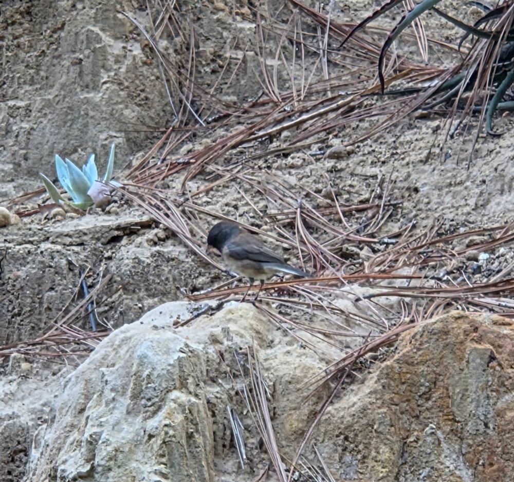 Dark-eyed Junco foraging for breakfast, The Lodge at Torrey Pines, La Jolla, September 1, 2025. More flora and photos: https://www.inaturalist.org/observations?place_id=any&user_id=dgrimmphd&verifiable=any #Bird #Birds #Nature #Wildlife #BirdsUS #Junco #Juncos #DarkeyedJunco #TheLodgeatTorreyPines #TorreyPines #LaJolla #SanDiego