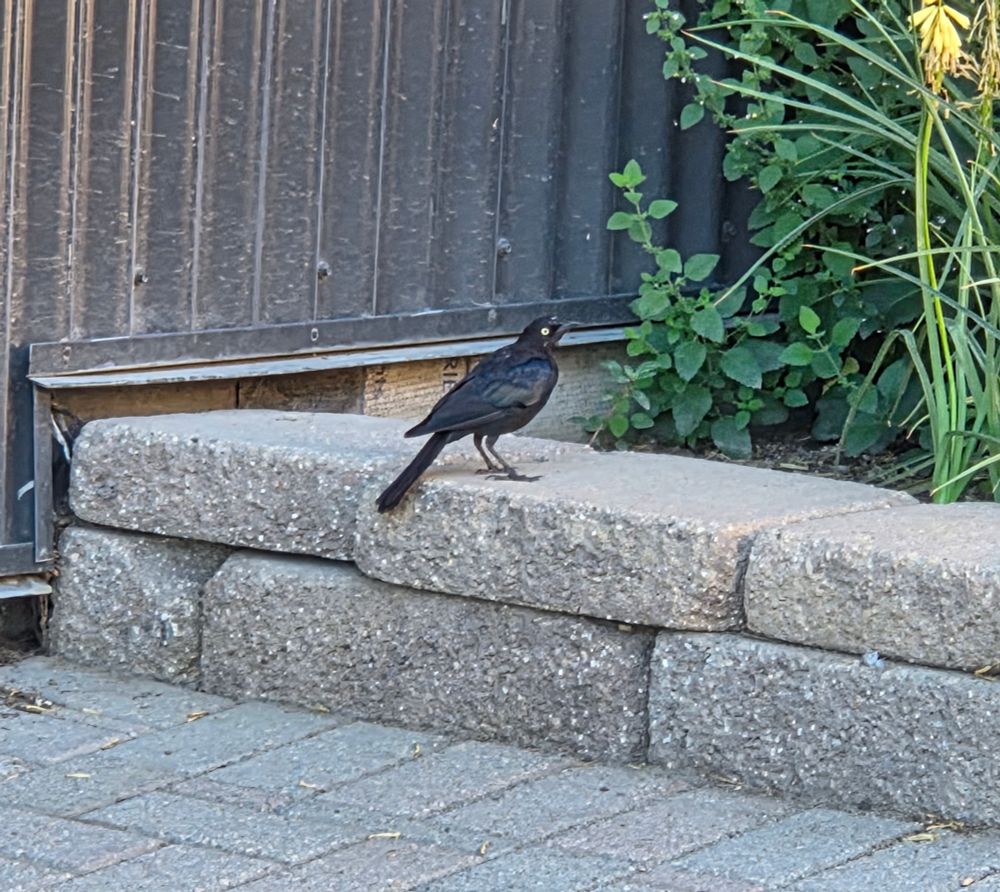 Brewer's Blackbird, Bob Sled Hiking Trail, Big Bear, San Bernardino National Forest, August 5, 2025.

More flora and photos:

https://www.inaturalist.org/observations?place_id=any&user_id=dgrimmphd&verifiable=any

#Bird
#Birds
#Nature
#Wildlife
#BirdsUS
#Blackbird
#Blackbirds
#BrewersBlackbird
#BobSledHikingTrail
#SanBernardinoNationalForest 