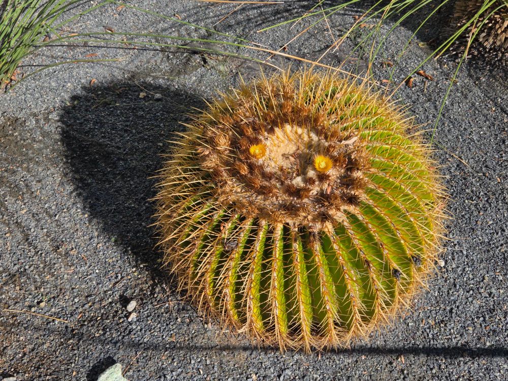 Golden Barrel Cactus blooming, Palm Springs, Coachella Valley, November 13, 2025.

More flora and fauna photos:

https://www.inaturalist.org/observations?place_id=any&user_id=dgrimmphd&verifiable=any

#Flower
#Flowers
#Nature
#Cactus
#Cacti
#GoldenBarrelCactus
#PalmSprings
#CoachellaValley