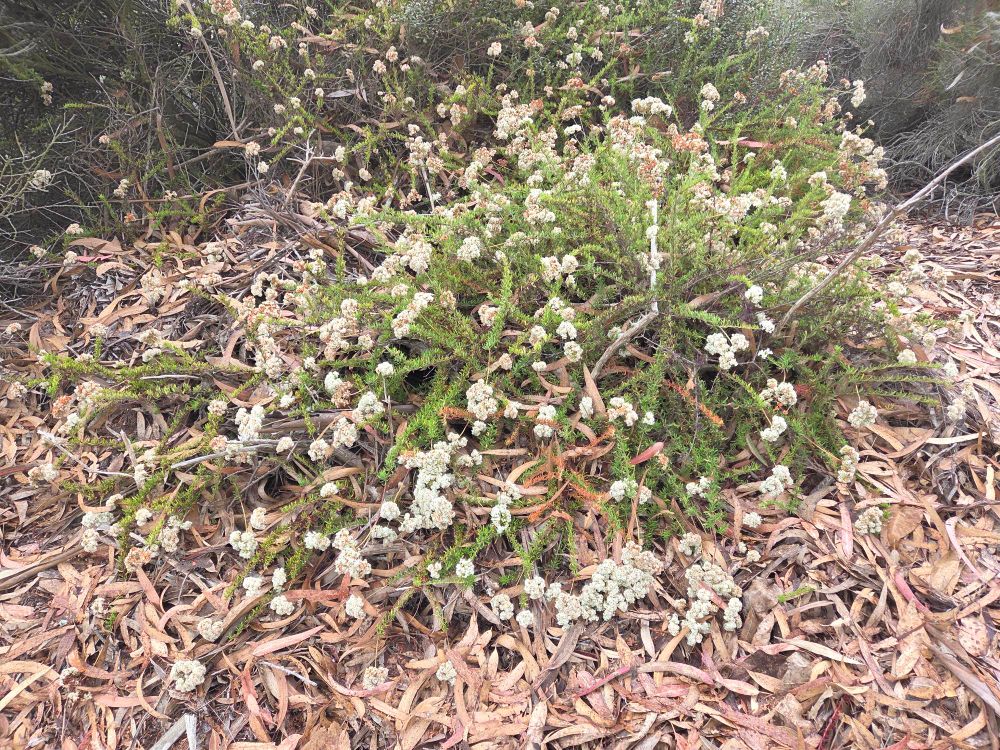 California Buckwheat budding and blooming, Torrey Preserve, Torrey Pines State Beach, Torrey Pines, La Jolla, August 28, 2025 More flora & fauna photos: https://www.inaturalist.org/observations?place_id=any&user_id=dgrimmphd&verifiable=any #Flower #Flowers #Nature #Aster #Asters #CaliforniaBuckwheat #TorreyPreserve #TorreyPinesStateBeach #LaJolla