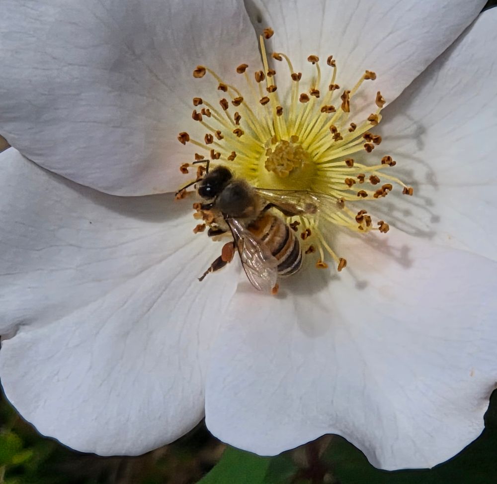 Western Honey Bee pollinating, The Lodge at Torrey Pines, Torrey Pines, September 1, 2025. More flora and fauna photos: https://www.inaturalist.org/observations?place_id=any&user_id=dgrimmphd&verifiable=any #Insect #Insects #Nature #Wildlife #Bee #Bees #WesternHoneyBee #TheLodgeatTorreyPines #TorreyPines #LaJolla #SanDiego