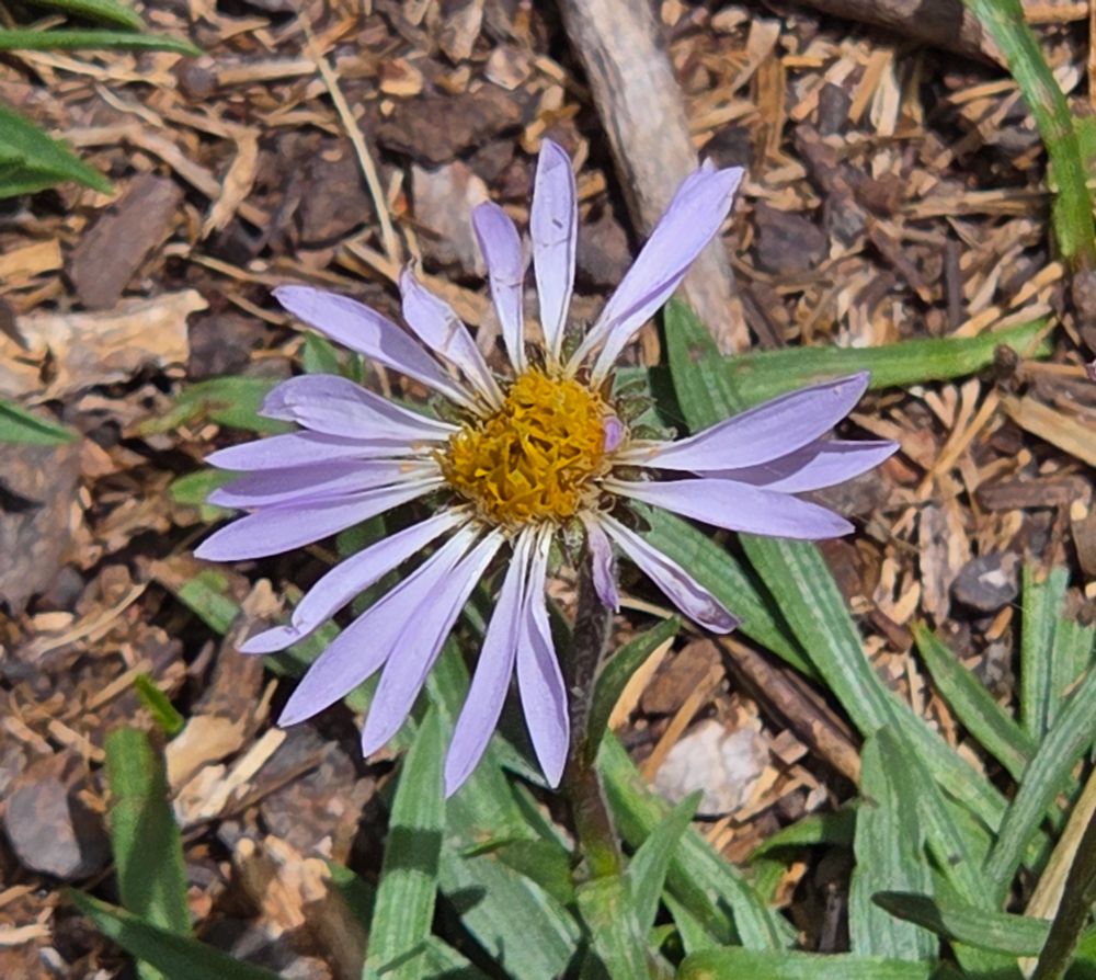 Tundra Asters blooming, Dana Fork Tuolumne Meadows, Yosemite National Park, Inyo National Forest, August 12, 2025

More flora & fauna photos

https://www.inaturalist.org/observations?place_id=any&user_id=dgrimmphd&verifiable=any

#Flower
#Nature
#Aster
#Asters
#TundraAster
#TuolumneRiver
#InyoNationalForest
#YosemiteNationalPark