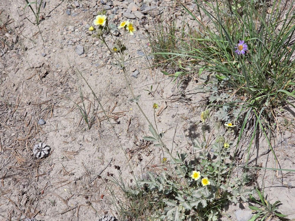 Woodbeauty blooming, Saddlebag Lake, Yosemite National Park, Inyo National Forest, August 12, 2025

More flora & fauna photos

https://www.inaturalist.org/observations?place_id=any&user_id=dgrimmphd&verifiable=any

#Flower
#Flowers
#Nature
#Woodbeauty
#SaddlebagLake
#InyoNationalForest
#YosemiteNationalPark