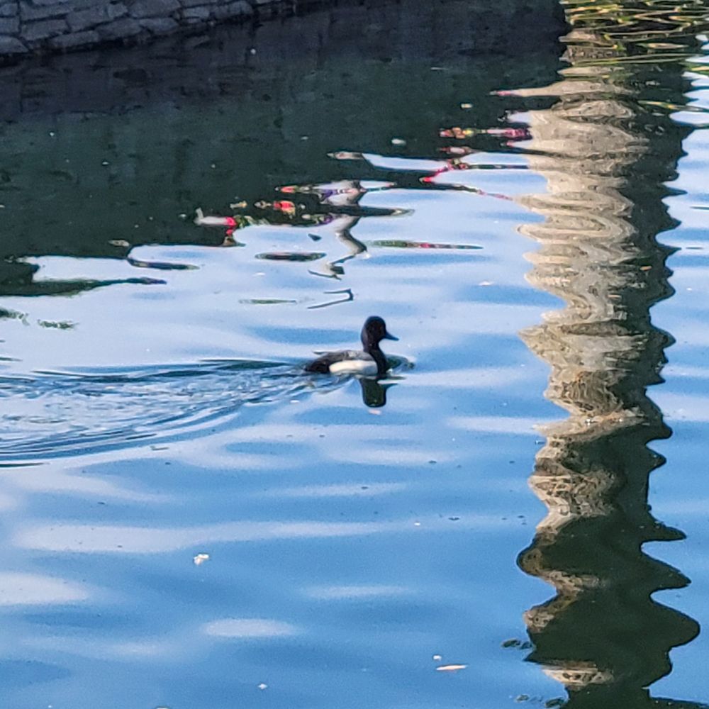 Lesser Scaup, JW Marriot Desert Springs Resort, Palm Desert, February 15, 2025.

#bird
#birds
#Nature
#Wildlife
#birdsus
#Scaup
#Scaups
#LesserScaup