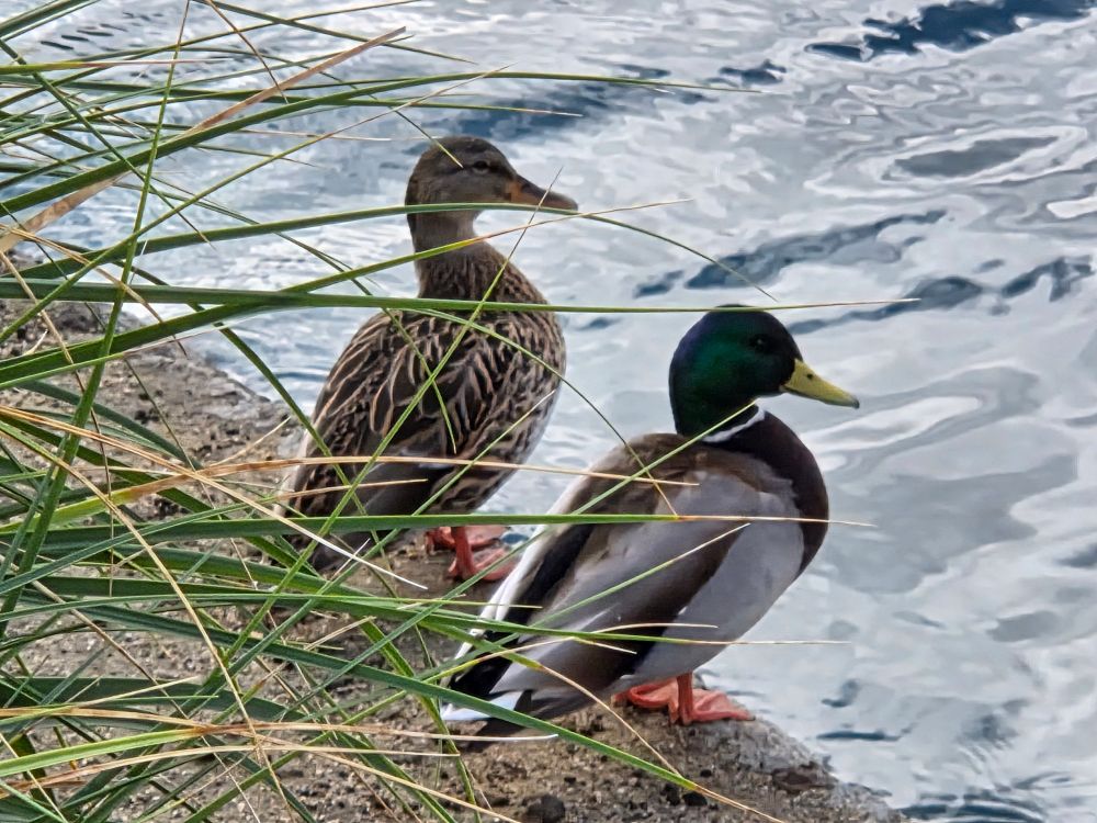 Adult male and female Mallards, Palm Desert Civic Center Park, Palm Desert, November 21, 2025.

More flora and photos:

https://www.inaturalist.org/observations?place_id=any&user_id=dgrimmphd&verifiable=any

#Bird
#Birds
#Nature
#Wildlife
#BirdsUS
#Mallard
#Mallards
#PalmDesertCivicCenterPark
#PalmDesert