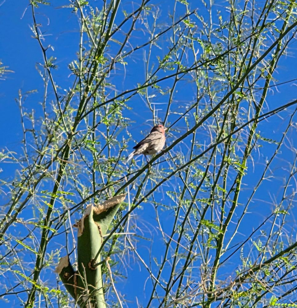 Adult male House Finch surveying itsrealm, Historic Villa Roma, Palm Springs, November 8, 2025.

More flora and photos:

https://www.inaturalist.org/observations?place_id=any&user_id=dgrimmphd&verifiable=any

#Bird
#Birds
#Nature
#Wildlife
#BirdsUS
#Finch
#Finches
#HouseFinch
#PalmSprings