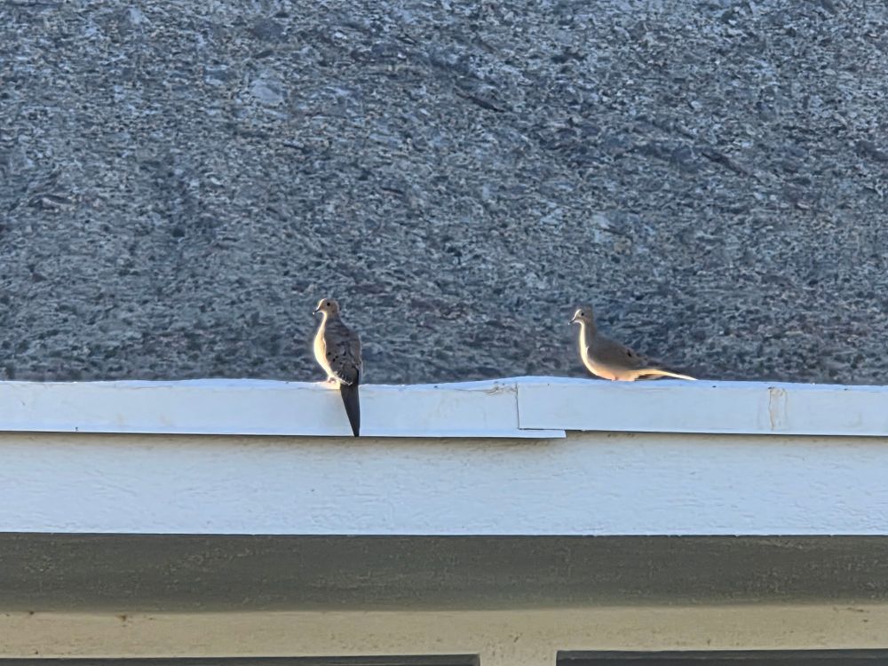 Mourning Doves, Historic Indian Canyons Neighborhood, Palm Springs, November 7, 2025.

More flora and photos:

https://www.inaturalist.org/observations?place_id=any&user_id=dgrimmphd&verifiable=any

#Bird
#Birds
#Nature
#Wildlife
#BirdsUS
#Dove
#Doves
#MourningDove
#PalmSprings