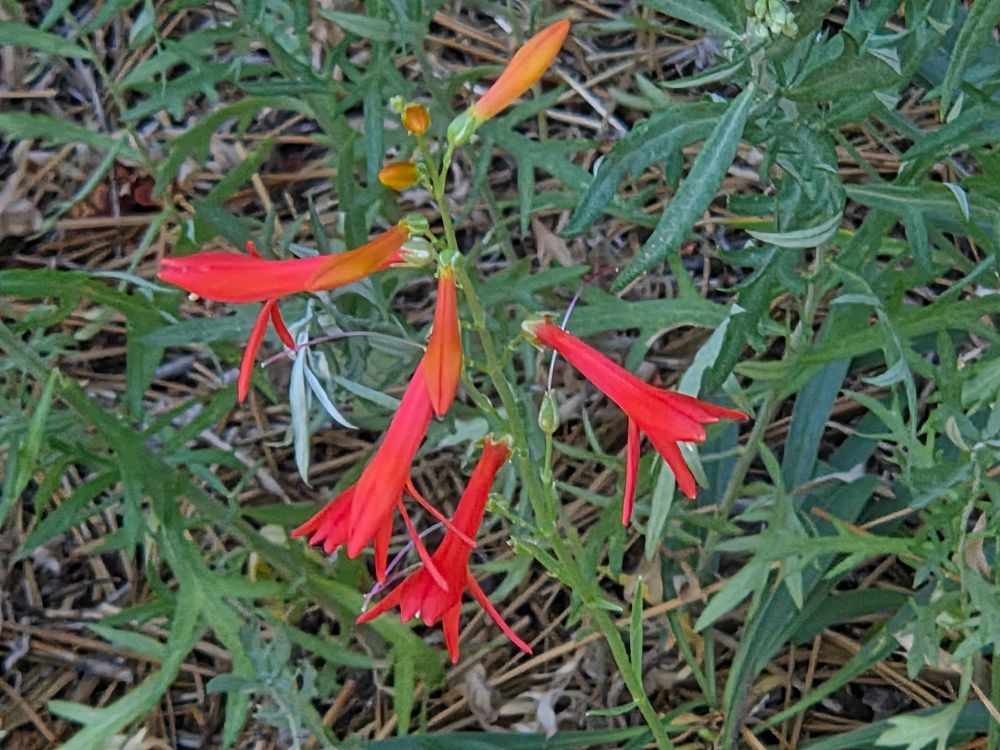 Bridges' Penstemon budding and blooming, Aspen Glen Picnic Area, San Bernardino National Forest, August 7, 2025.

More flora & fauna photos:

https://www.inaturalist.org/observations?place_id=any&user_id=dgrimmphd&verifiable=any

#Flower
#Flowers
#Nature
#Penstemon
#Penstemons
#BridgesPenstemon
#AspenGlenPicnicArea
#SanBernardinoNationalForest