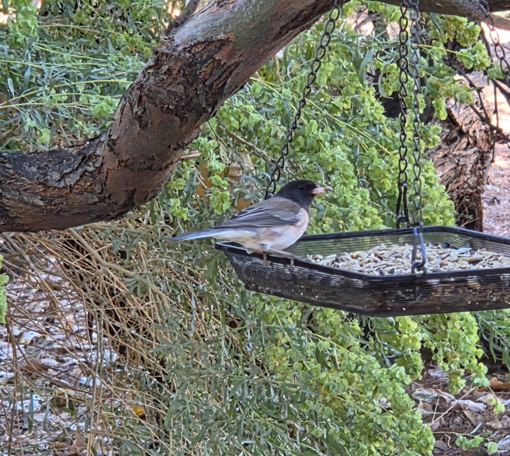Dark-eyed Junco at the feeder, Big Morongo Canyon Preserve, Sand to Snow National Monument, November 6, 2025.

More flora and photos:

https://www.inaturalist.org/observations?place_id=any&user_id=dgrimmphd&verifiable=any

#Bird
#Birds
#Nature
#Wildlife
#BirdsUS
#Junco
#Juncos
#DarkeyedJunco
#BigMorongoCanyonPreserve
#SandtoSnowNationalMonument