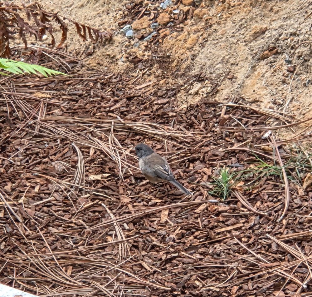 Dark-eyed Junco foraging for brunch, The Lodge at Torrey Pines, Torrey Pines, San Diego, September 2, 2025. More flora and photos: https://www.inaturalist.org/observations?place_id=any&user_id=dgrimmphd&verifiable=any #Bird #Birds #Nature #Wildlife #BirdsUS #Junco #Juncos #DarkeyedJunco #TheLodgeatTorreyPines #TorreyPines #SanDiego