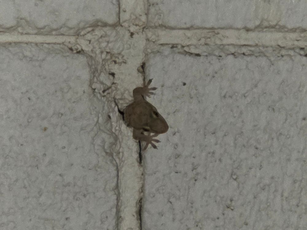 Mediterranean Gecko, Historic Villa Roma, Palm Springs, September 5, 2025. More flora and fauna photos: https://www.inaturalist.org/observations?place_id=any&user_id=dgrimmphd&verifiable=any #Reptile #Reptiles #Nature #Wildlife #Lizard #Lizards #Gecko #Geckos #MediterraneanGecko #PalmSprings