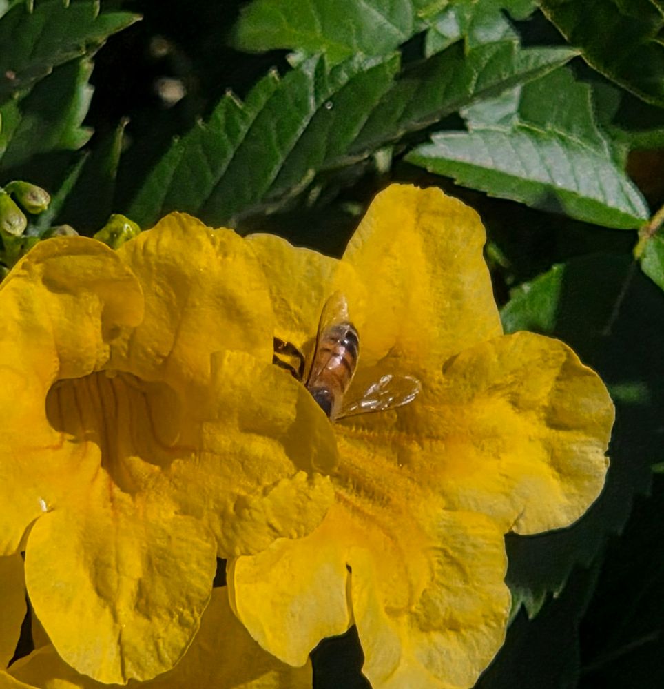 Western Honey Bee pollinating, Historic Villa Roma, Palm Springs, November 13, 2025.

More flora and fauna photos:

https://www.inaturalist.org/observations?place_id=any&user_id=dgrimmphd&verifiable=any

#Insect
#Insects
#Nature
#Wildlife
#Bee
#Bees
#WesternHoneyBee
#BigMorongoCanyonPreserve
#SandtoSnowNationalMonument