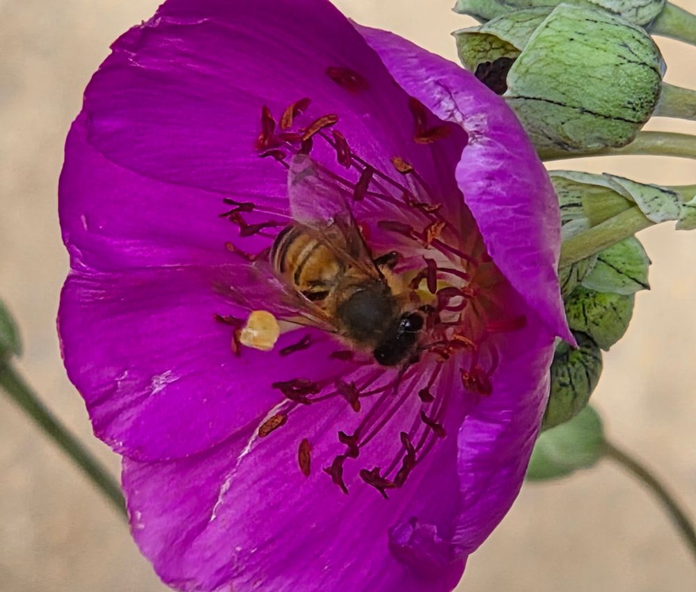 Western Honey Bee pollinating a Rock Purslane, The Lodge at Torrey Pines, Torrey Pines, September 1, 2025. More flora and fauna photos: https://www.inaturalist.org/observations?place_id=any&user_id=dgrimmphd&verifiable=any #Insect #Insects #Nature #Wildlife #Bee #Bees #WesternHoneyBee #TheLodgeatTorreyPines #TorreyPines #LaJolla #SanDiego