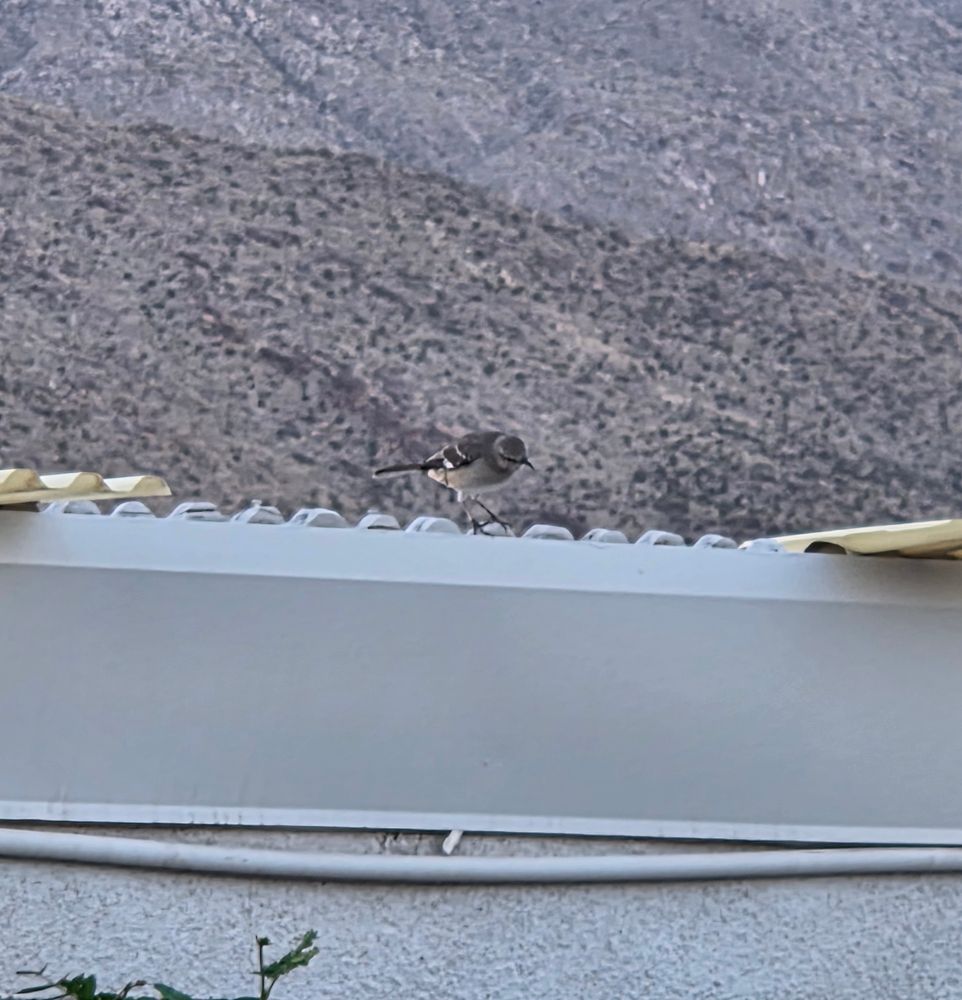 Northern Mockingbird taking flight, Historic Villa Roma, Palm Springs, October 22, 2025.

More flora and photos:

https://www.inaturalist.org/observations?place_id=any&user_id=dgrimmphd&verifiable=any

#Bird
#Birds
#Nature
#Wildlife
#BirdsUS
#Mockingbird
#Mockingbirds
#NorthernMockingbird
#PalmSprings