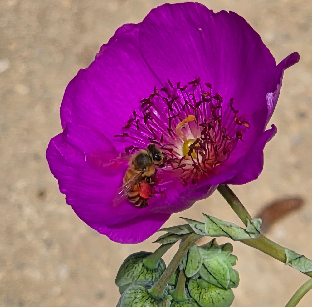 Western Honey Bee pollinating, The Lodge at Torrey Pines, Torrey Pines, September 1, 2025. More flora and fauna photos: https://www.inaturalist.org/observations?place_id=any&user_id=dgrimmphd&verifiable=any #Insect #Insects #Nature #Wildlife #Bee #Bees #WesternHoneyBee #TheLodgeatTorreyPines #TorreyPines #LaJolla #SanDiego