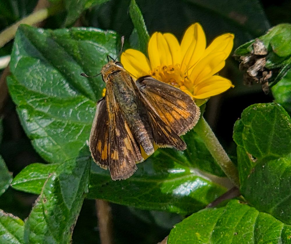 Fiery Skipper pollinating, The Lodge at Torrey Pines, Torrey Pines, La Jolla, San Diego, September 1, 2025. More flora & fauna photos: https://www.inaturalist.org/observations?place_id=any&user_id=dgrimmphd&verifiable=any #Insect #Insects #Nature #Wildlife #Butterfly #Butterflies #FierySkipper #TheLodgeatTorreyPines #TorreyPines #SanDiego