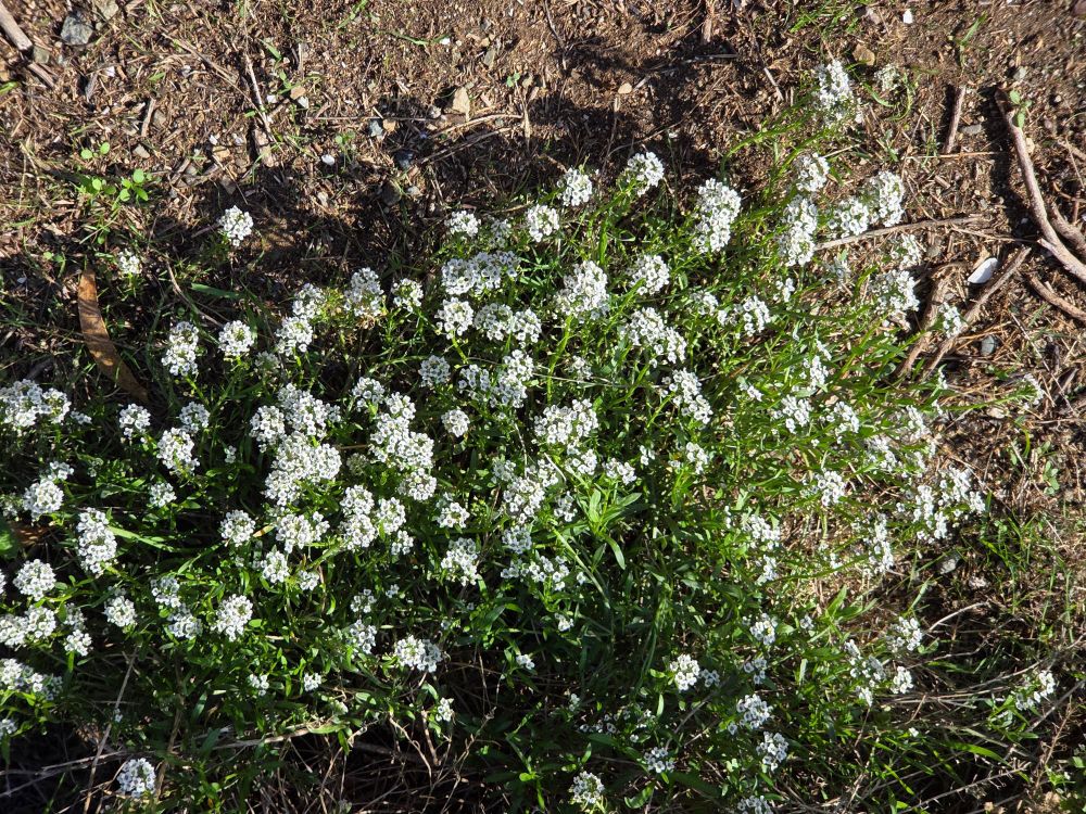 Sweet Alyssums blooming, Marina Peninsula Trail, Morro Bay State Park, Morro Bay, December 1, 2025.

More flora and fauna photos:

https://www.inaturalist.org/observations?place_id=any&user_id=dgrimmphd&verifiable=any

#Flower
#Flowers
#Nature
#Alyssum
#Alyssums
#SweetAlyssum
#MarinaPeninsulaTrail
#MorroBayStatePark