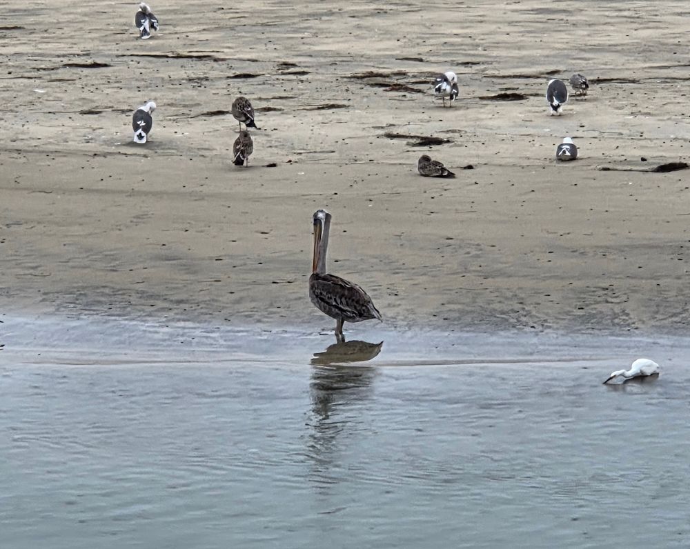 Brown Pelican, Torrey Preserve, Torrey Pines State Beach, La Jolla, San Diego, August 28, 2025. More flora and photos: https://www.inaturalist.org/observations?place_id=any&user_id=dgrimmphd&verifiable=any #Bird #Birds #Nature #Wildlife #BirdsUS #Pelican #Pelicans #BrownPelican #TorreyPreserve #TorreyPinesStateBeach #LaJolla #SanDiego