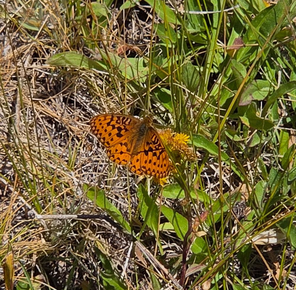 Mormon Fritillary pollinating a Northern Goldenrod, Yosemite National Park, August 9, 2025.

More flora and fauna photos:

https://www.inaturalist.org/observations?place_id=any&user_id=dgrimmphd&verifiable=any

#Insect
#Insects
#Nature
#Wildlife
#Butterfly
#Butterflies
#Fritillary
#MormonFritillary
#InyoNationalForest
#YosemiteNationalPark