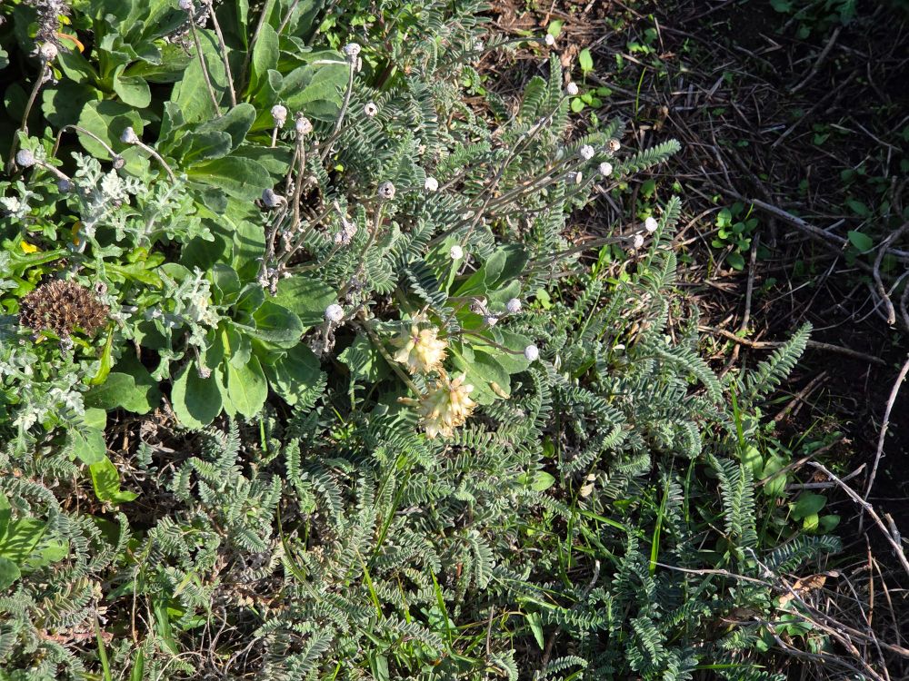 Ocean Bluff Milkvetches blooming, Bluff Trail, Fiscalini Ranch Preserve, Cambria, Central Coast, November 29, 2025.

More flora and fauna photos:

https://www.inaturalist.org/observations?place_id=any&user_id=dgrimmphd&verifiable=any

#Flower
#Flowers
#Nature
#Milkvetch
#Milkvetches
#OceanBluffMilkvetch
#BluffTrail
#FiscaliniRanchPreserve
#Cambria