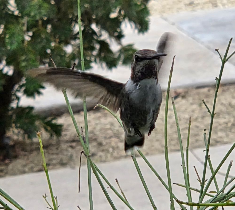 Male Costa's Hummingbird at the feeder, Historic Villa Roma, Palm Springs, August 28, 2025. More flora and photos: https://www.inaturalist.org/observations?place_id=any&user_id=dgrimmphd&verifiable=any #Bird #Birds #Nature #Wildlife #BirdsUS #Hummingbird #Hummingbirds #CostasHummingbird #PalmSprings