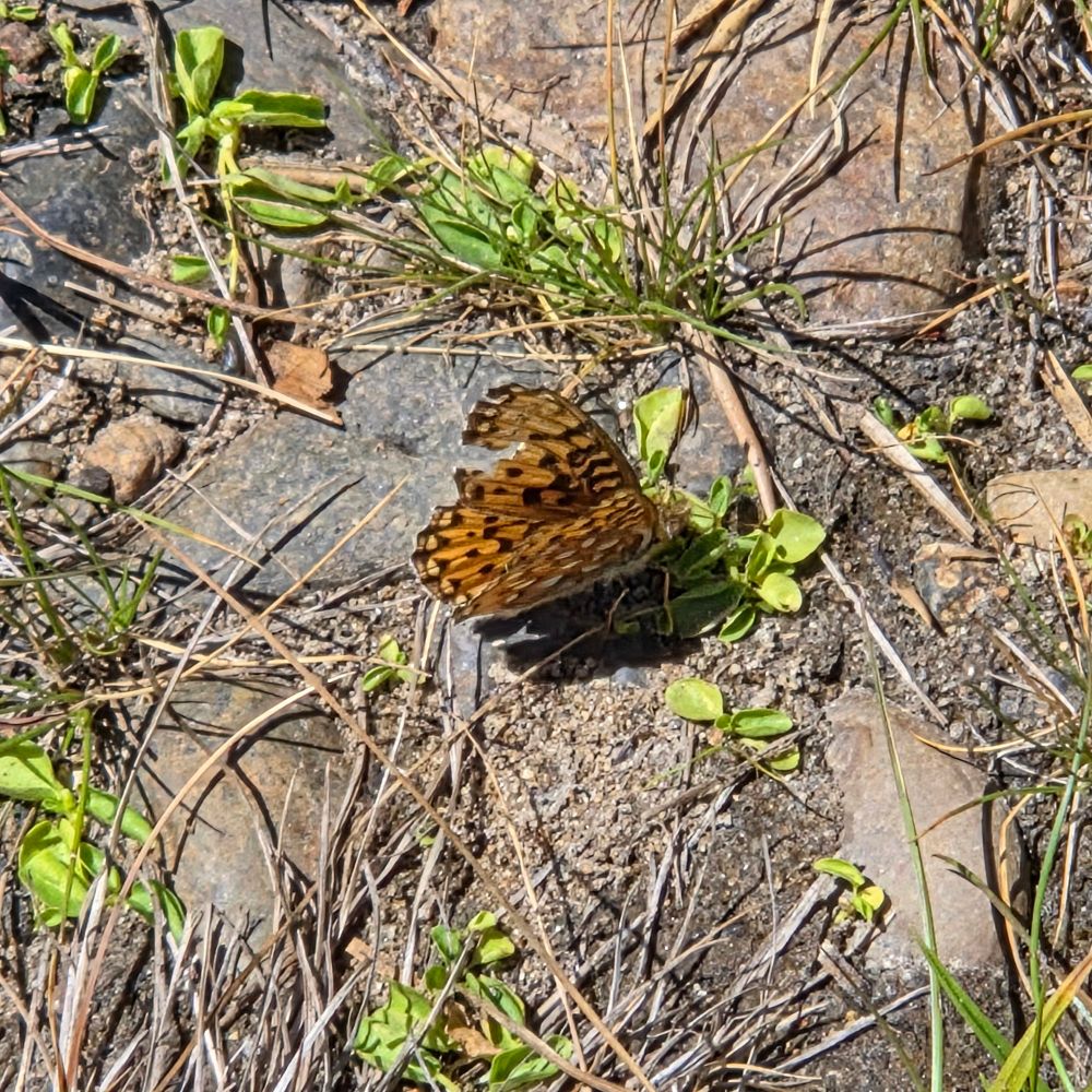 Great Basin Fritillary, Yosemite National Park, Inyo National Forest, August 9, 2025. More flora & fauna photos: https://www.inaturalist.org/observations?place_id=any&user_id=dgrimmphd&verifiable=any #Insect #Insects #Nature #Wildlife #Butterfly #Butterflies #GreatBasinFritillary #YosemiteNationalPark #InyoNationalForest
