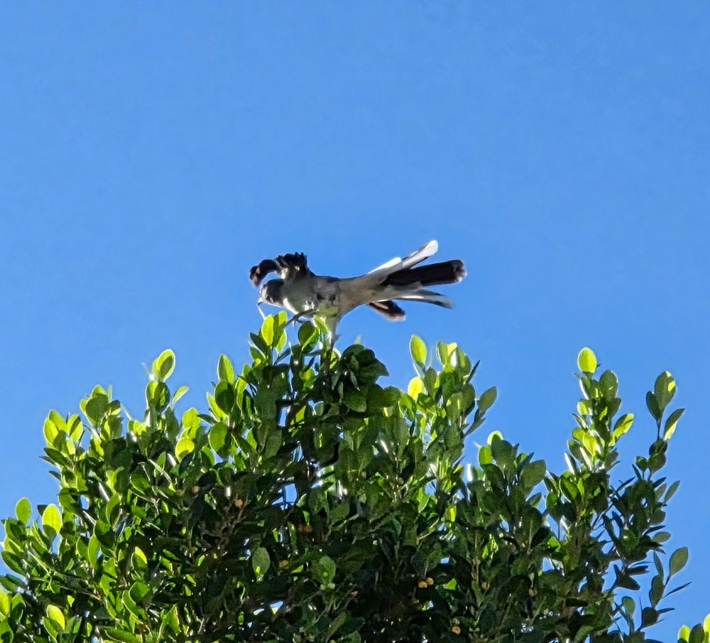 Northern Mockingbird, Historic Indian Canyons Neighborhood, Palm Springs, Coachella Valley, September 20, 2025.

More flora and photos:

https://www.inaturalist.org/observations?place_id=any&user_id=dgrimmphd&verifiable=any

#Bird
#Birds
#Nature
#Wildlife
#BirdsUS
#Mockingbird
#Mockingbirds
#NorthernMockingbird
#PalmSprings