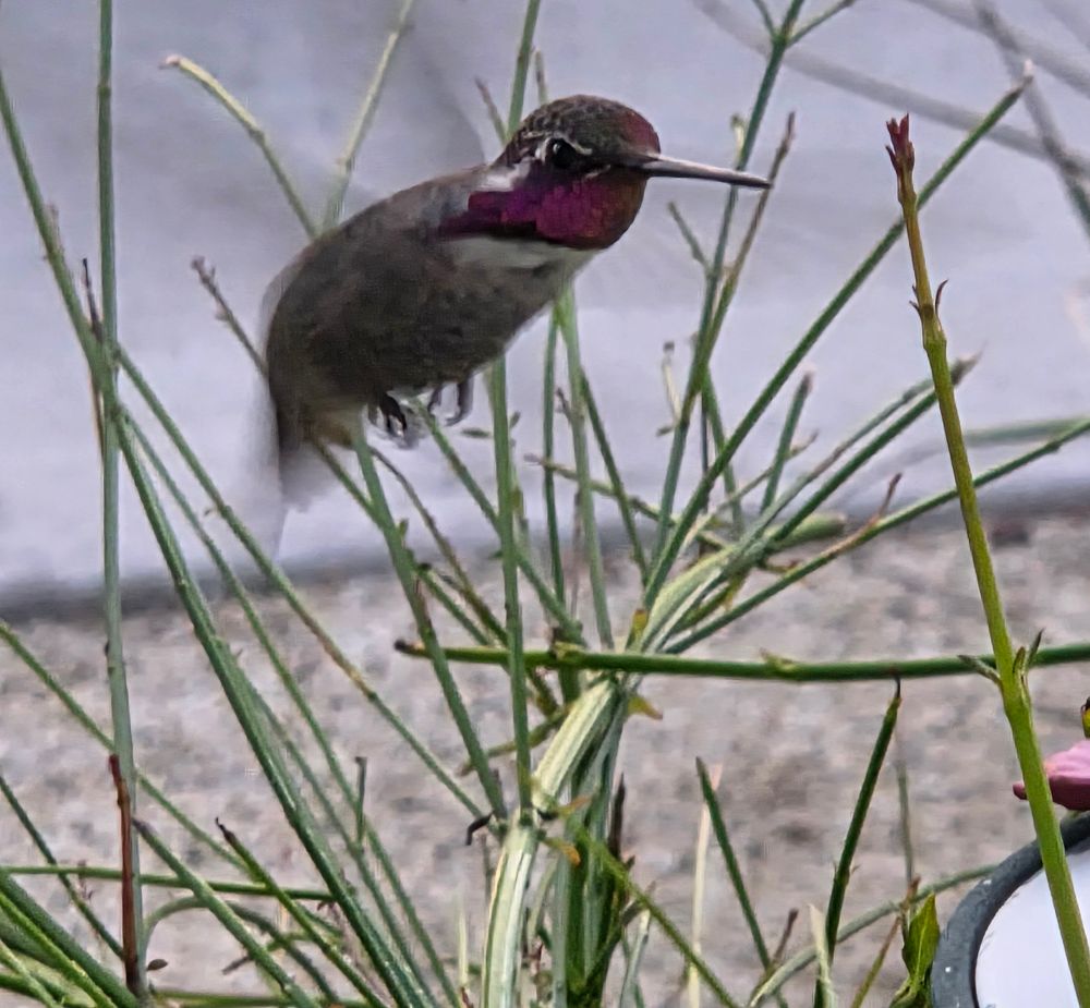 Male Costa's Hummingbird at the feeder, Historic Villa Roma, Palm Springs, September 4, 2025. More flora and photos: https://www.inaturalist.org/observations?place_id=any&user_id=dgrimmphd&verifiable=any #Bird #Birds #Nature #Wildlife #BirdsUS #Hummingbird #Hummingbirds #CostasHummingbird #PalmSprings