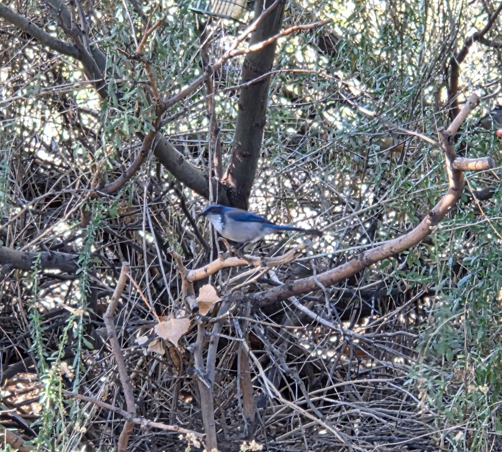 California Scrub Jay, Big Morongo Canyon Preserve, Sand to Snow National Monument, Morongo Valley, November 20, 2025

More flora & photos

https://www.inaturalist.org/observations?place_id=any&user_id=dgrimmphd&verifiable=any

#Bird
#Birds
#Nature
#Wildlife
#BirdsUS
#Jay
#Jays
#CaliforniaScrubJay
#BigMorongoCanyonPreserve
#SandtoSnowNationalMonument