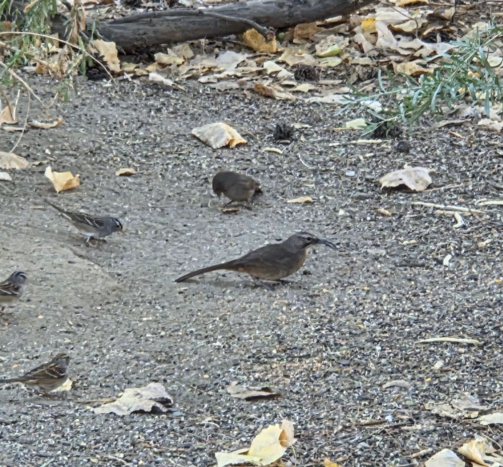 California Thrasher grazing, Big Morongo Canyon Preserve, Sand to Snow National Monument, November 6, 2025

More flora & photos

https://www.inaturalist.org/observations?place_id=any&user_id=dgrimmphd&verifiable=any

#Bird
#Birds
#Nature
#Wildlife
#BirdsUS
#Thrasher
#Thrashers
#CaliforniaThrasher
#BigMorongoCanyonPreserve
#SandtoSnowNationalMonument