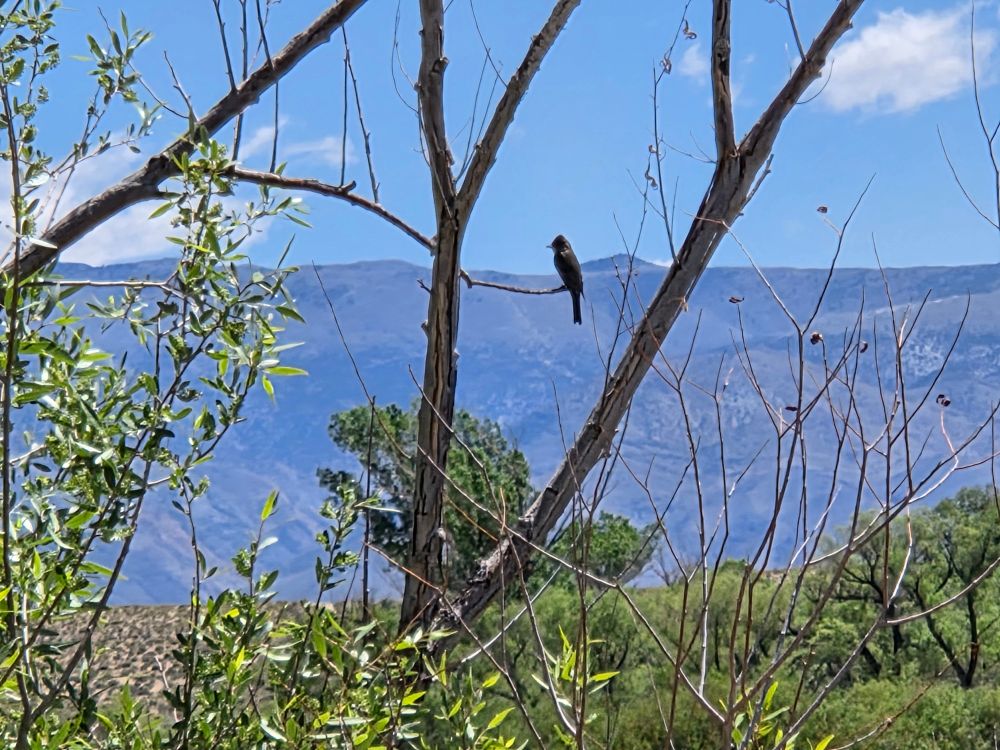 Western Wood-Pewee surveying its domain, Owens Valley, May 14, 2025.

More flora and fauna photos:

https://www.inaturalist.org/observations?place_id=any&user_id=dgrimmphd&verifiable=any

#Bird
#Birds
#Nature
#Wildlife
#Birdsus
#Pewee
#Pewees
#WesternWoodPewee
#Owens lValley
#EasternSierraNevadaMountains