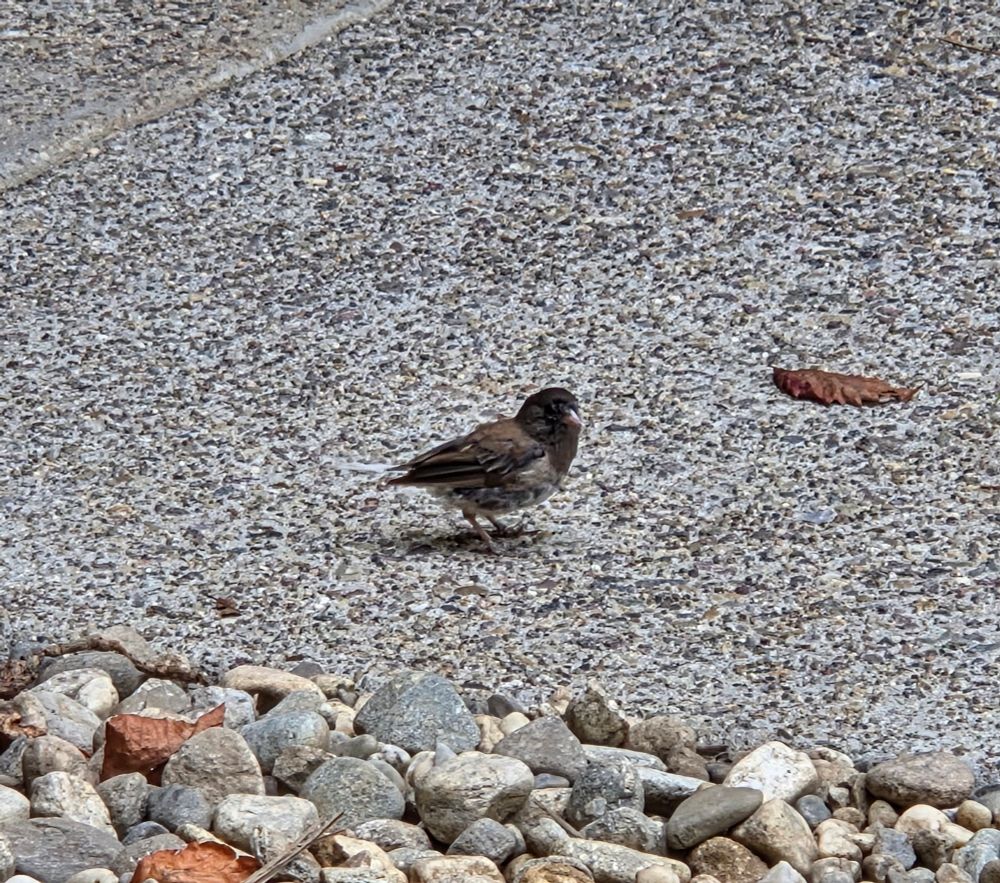 Dark-eyed Junco foraging for brunch, The Lodge at Torrey Pines, Torrey Pines, San Diego, September 1, 2025. More flora and photos: https://www.inaturalist.org/observations?place_id=any&user_id=dgrimmphd&verifiable=any #Bird #Birds #Nature #Wildlife #BirdsUS #Junco #Juncos #DarkeyedJunco #TheLodgeatTorreyPines #TorreyPines #SanDiego