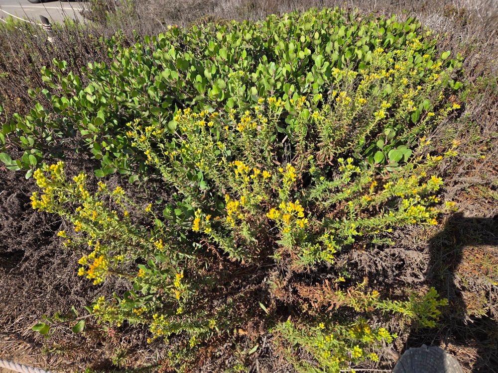 Coastal Goldenbushes budding and blooming, Cabrillo National Monument, Point Loma, San Diego, August 31, 2025. More flora and fauna photos: https://www.inaturalist.org/observations?place_id=any&user_id=dgrimmphd&verifiable=any #Flower #Flowers #Nature #Goldenbush #Goldenbushes #CoastalGoldenbush #CoastalTrail #CabrilloNationalMonument #SanDiego