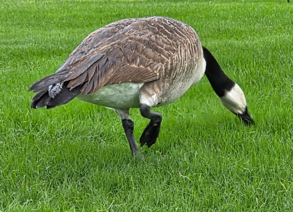 Canada Goose, JW Marriott Desert Springs Resort and Spa, Palm Desert, November 15, 2025.

More flora and photos:

https://www.inaturalist.org/observations?place_id=any&user_id=dgrimmphd&verifiable=any

#Bird
#Birds
#Nature
#Wildlife
#BirdsUS
#Goose
#Geese
#CanadaGoose
#PalmDesert