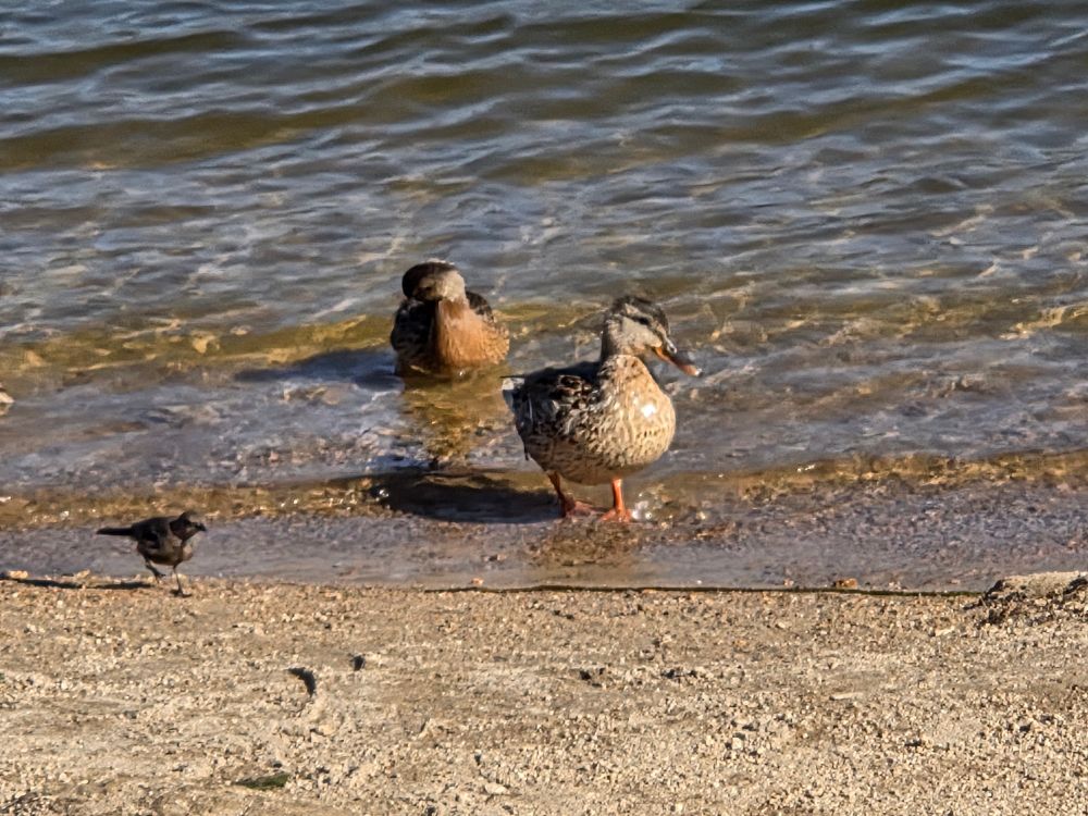 Mallards quacking up, Stanfield Marsh Wildlife and Waterfowl Preserve, August 2, 2025.

More flora and photos:

https://www.inaturalist.org/observations?place_id=any&user_id=dgrimmphd&verifiable=any

#Bird
#Birds
#Nature
#Wildlife
#BirdsUS
#Mallard
#Mallards
#StanfieldMarshWildlifeandWaterfowlPreserve
#SanBernardinoNationalForest
