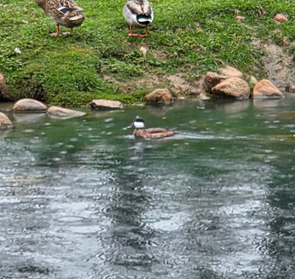 Ruddy Duck, JW Marriott Desert Springs Resort and Spa, Palm Desert, November 15, 2025.

More flora and photos:

https://www.inaturalist.org/observations?place_id=any&user_id=dgrimmphd&verifiable=any

#Bird
#Birds
#Nature
#Wildlife
#BirdsUS
#Duck
#Ducks
#RuddyDuck
#PalmDesert