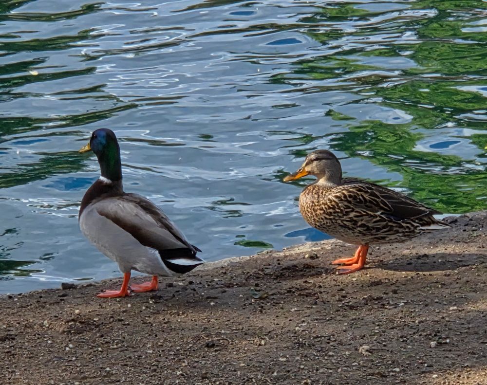 Male and female Mallards, Palm Desert Civic Center Park, Palm  Desert, November 21, 2025.

More flora and photos:

https://www.inaturalist.org/observations?place_id=any&user_id=dgrimmphd&verifiable=any

#Bird
#Birds
#Nature
#Wildlife
#BirdsUS
#Mallard
#Mallards
#PalmDesertCivicCenterPark
#PalmDesert