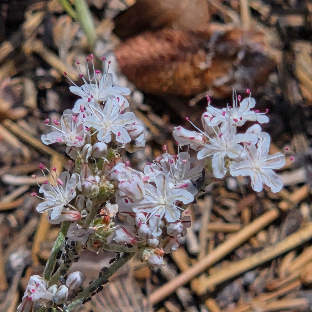 Wright's Buckwheat budding and blooming, Aspen Glen Picnic Area, San Bernardino National Forest, August 7, 2025.

More flora & fauna photos:

https://www.inaturalist.org/observations?place_id=any&user_id=dgrimmphd&verifiable=any

#Flower
#Flowers
#Nature
#Buckwheat
#Buckwheats
#WrightsBuckwheat
#AspenGlenPicnicArea
#SanBernardinoNationalForest