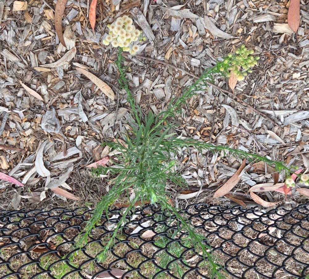 Flax-leaved Horseweed budding and blooming, Torrey Preserve, Torrey Pines State Beach, Torrey Pines, August 28, 2025. More flora & fauna photos: https://www.inaturalist.org/observations?place_id=any&user_id=dgrimmphd&verifiable=any #Flower #Flowers #Nature #Horseweed #Horseweeds #FlaxleavedHorseweed #TorreyPreserve #TorreyPinesStateBeach #LaJolla