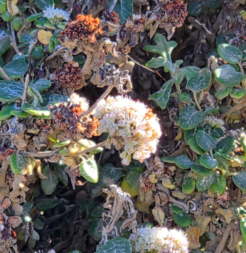 Seacliff Wild Buckwheat blooming, Morro Rock, Morro Rock Ecological Reserve, Morro Bay, December 1, 2025.

More flora and fauna photos:

https://www.inaturalist.org/observations?place_id=any&user_id=dgrimmphd&verifiable=any

#Flower
#Flowers
#Nature
#BeachSuncup
#SeacliffWildBuckwheat
#MorroRock
#MorroRockEcologicalReserve
#MorroBay