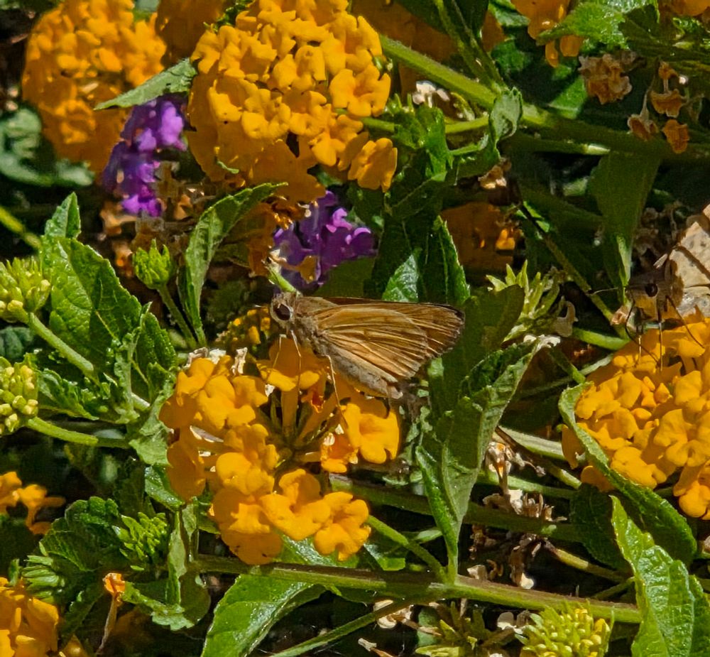 Fiery Skipper, Historic Villa Roma, Palm Springs, July 28, 2025. More flora & fauna photos: https://www.inaturalist.org/observations?place_id=any&user_id=dgrimmphd&verifiable=any #Insect #Insects #Nature #Wildlife #Butterfly #Butterflies #Skipper #Skippers #FierySkipper #PalmSprings