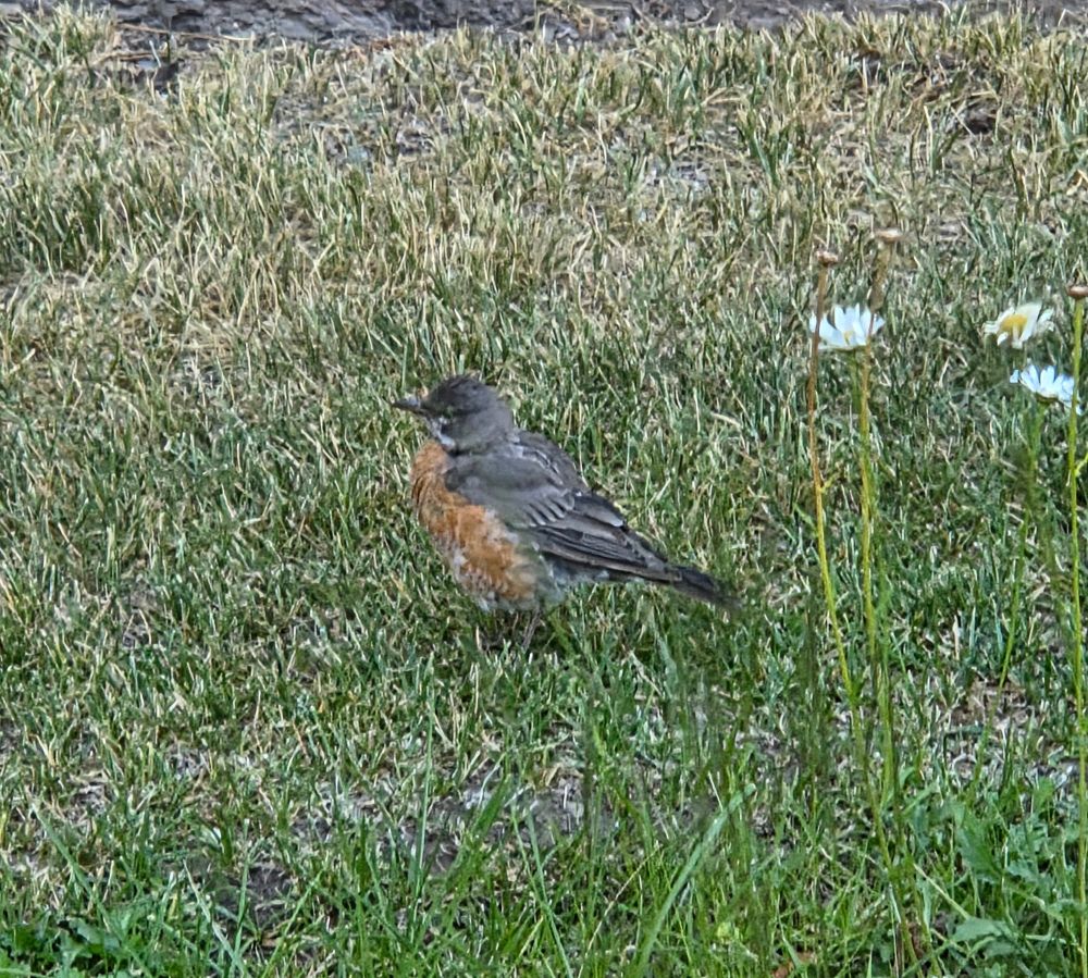 Juvenile American Robin, Mammoth, Mammoth Lakes, Inyo National Forest, August 8, 2025.

More flora and photos:

https://www.inaturalist.org/observations?place_id=any&user_id=dgrimmphd&verifiable=any

#Bird
#Birds
#Nature
#Wildlife
#BirdsUS
#Robin
#Robins
#AmericanRobin
#MammothCreek
#MammothLakes
#InyoNationalForest
