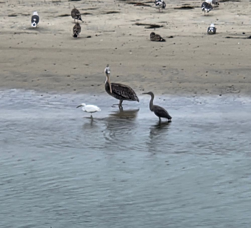 Snowy Egret, Brown Pelican and Dickey's Egret, Torrey Preserve, Torrey Pines State Beach, August 28, 2025. More flora and photos: https://www.inaturalist.org/observations?place_id=any&user_id=dgrimmphd&verifiable=any #Bird #Birds #Nature #Wildlife #BirdsUS #SnowyEgret #BrownPelican #DickeysEgret #TorreyPreserve #TorreyPinesStateBeach #SanDiego