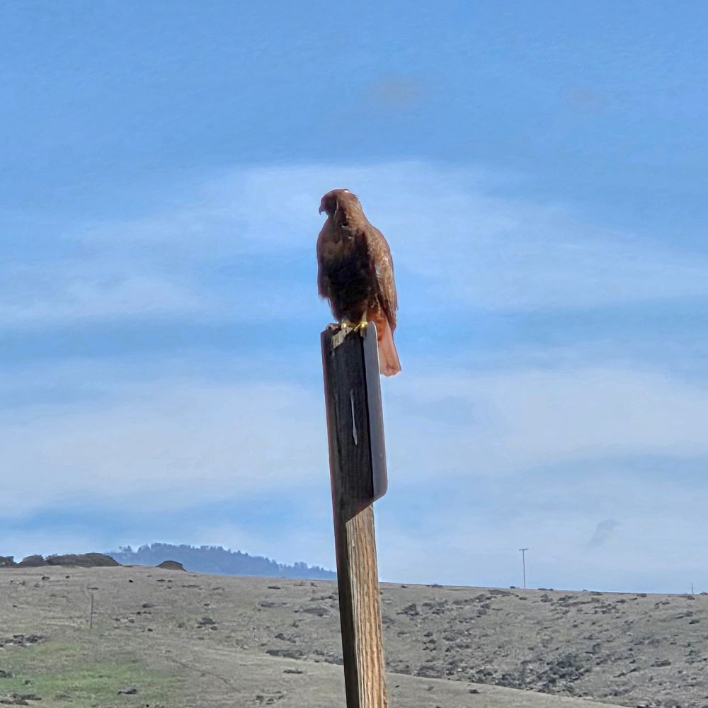 Red-tailed Hawk, Ragged Point, Hearst San Simeon State Park, November 30, 2025.

More flora and photos:

https://www.inaturalist.org/observations?place_id=any&user_id=dgrimmphd&verifiable=any

#Bird
#Birds
#Nature
#Wildlife
#BirdsUS
#Hawk
#Hawks
#RedtailedHawk
#RaggedPoint
#HearstSanSimeonStatePark