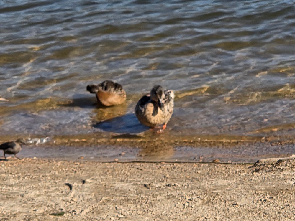 Mallards quacking up, Stanfield Marsh Wildlife and Waterfowl Preserve, August 2, 2025.

More flora and photos:

https://www.inaturalist.org/observations?place_id=any&user_id=dgrimmphd&verifiable=any

#Bird
#Birds
#Nature
#Wildlife
#BirdsUS
#Mallard
#Mallards
#StanfieldMarshWildlifeandWaterfowlPreserve
#SanBernardinoNationalForest