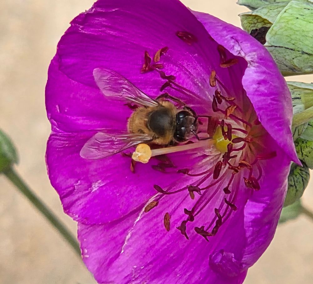 Western Honey Bee pollinating a Rock Purslane, The Lodge at Torrey Pines, Torrey Pines, September 1, 2025. More flora and fauna photos: https://www.inaturalist.org/observations?place_id=any&user_id=dgrimmphd&verifiable=any #Insect #Insects #Nature #Wildlife #Bee #Bees #WesternHoneyBee #TheLodgeatTorreyPines #TorreyPines #LaJolla #SanDiego