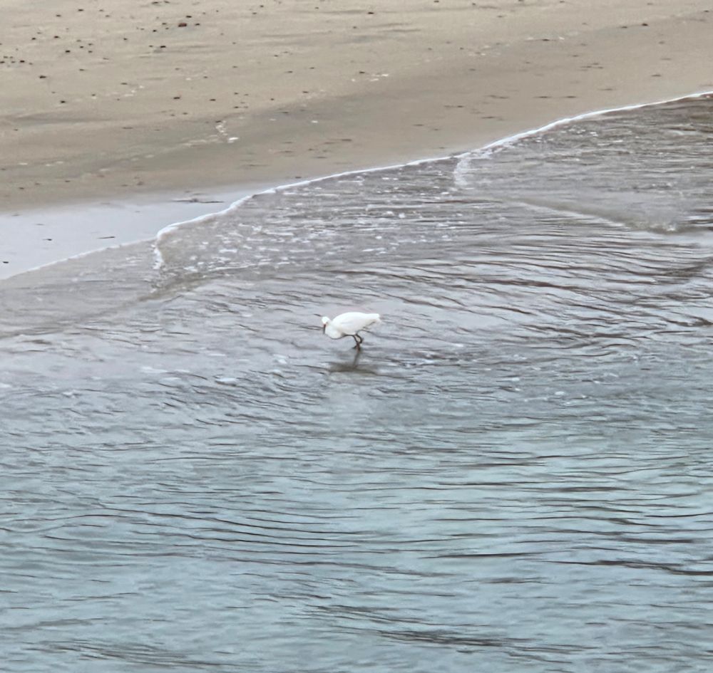 Snow Egret, Torrey Preserve, Torrey Pines State Beach, August 28, 2025. More flora and photos: https://www.inaturalist.org/observations?place_id=any&user_id=dgrimmphd&verifiable=any #Bird #Birds #Nature #Wildlife #BirdsUS #Egret #Egrets #SnowEgret #TorreyPreserve #TorreyPinesStateBeach #TorreyPines #LaJolla #SanDiego