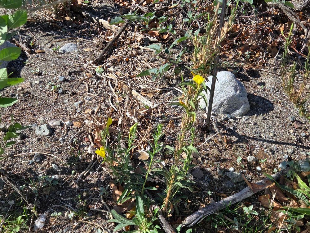 Tall Evening Primrose blooming, Whitewater Canyon Preserve, Whitewater Conservation Area, November 20, 2025.

More flora and fauna photos:

https://www.inaturalist.org/observations?place_id=any&user_id=dgrimmphd&verifiable=any

#Flower
#Flowers
#Nature
#Primrose
#Primroses
#TallEveningPrimrose
#WhitewaterCanyonPreserve
#WhitewaterConservationArea